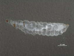 Image of Oxythrips