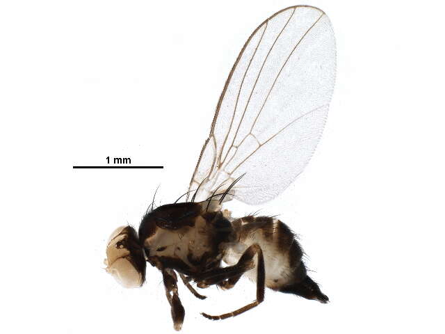 Image of Liriomyza septentrionalis Sehgal 1968