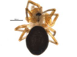 Image of Dismodicus decemoculatus (Emerton 1882)