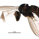 Image of Sympycnus pulicarius (Fallen 1823)