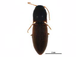 Image of <i>Agriotes sputator</i>