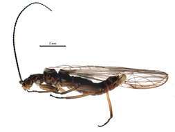 Image of stoneflies