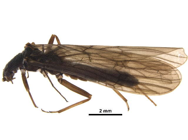 Image of small winter stoneflies