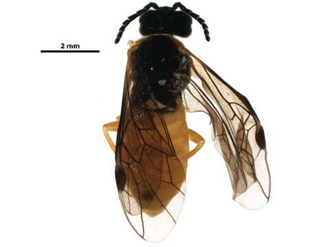 Image of <i>Monostegia abdominalis</i>