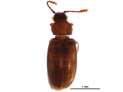 Слика од Cryptophagus acutangulus Gyllenhal 1827