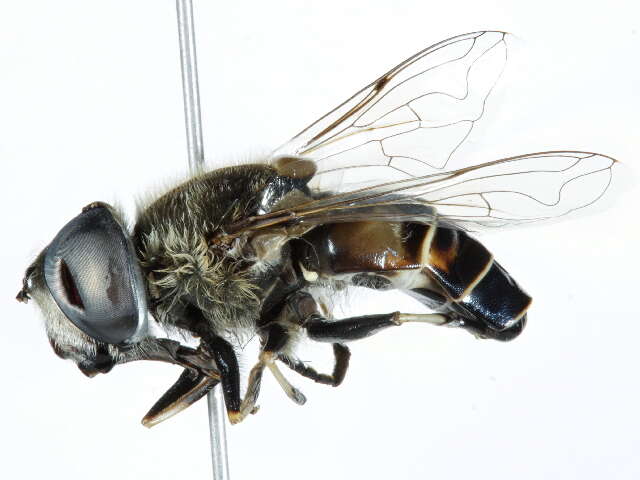 Image of Eristalis dimidiata Wiedemann 1830