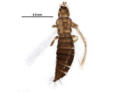 صورة Chirothrips