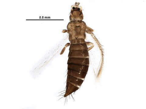 صورة Chirothrips