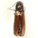 Image of <i>Agriotes ferrugineipennis</i>