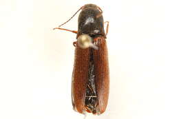 Image of <i>Agriotes ferrugineipennis</i>