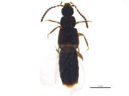 Image of <i>Philhygra laevicollis</i>