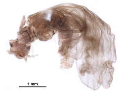 Image of Prostoia besametsa (Ricker 1952)