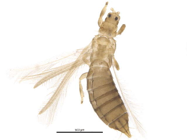 Image of Oxythrips