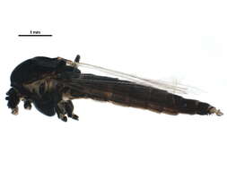 Image of Chironomus atrella (Townes 1945)