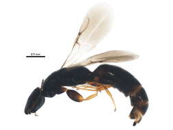 Image of Chrysidoidea