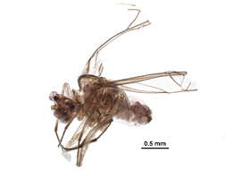 Mesopsocus resmi