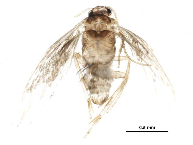 صورة Bohemannia pulverosella (Stainton 1849) van Nieukerken 1982