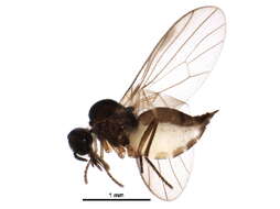 Image of Anthepiscopus