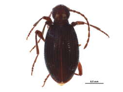 Image of Eastern spider beetle