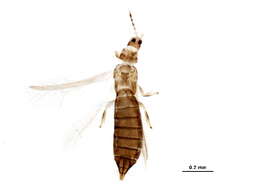 Image of Oxythrips