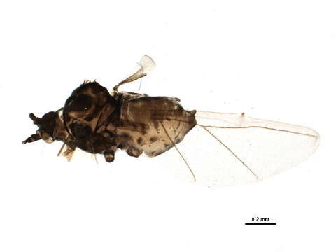 Image of Aphid