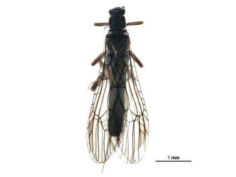 Image of small winter stoneflies