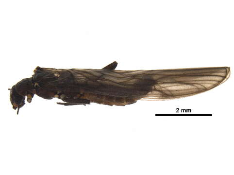 Image of Colorado Snowfly