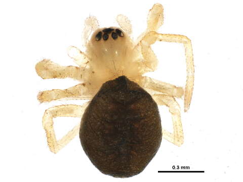 Hypomma subarcticum Chamberlin & Ivie 1947 resmi