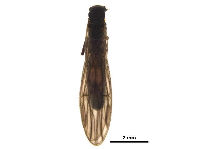 Image of Nemouroidea