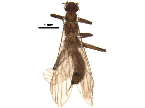 Image of Capnia coloradensis Claassen 1937