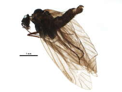 Image of Purplish Birch-miner Moth