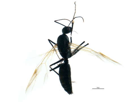 Plancia ëd Camponotus