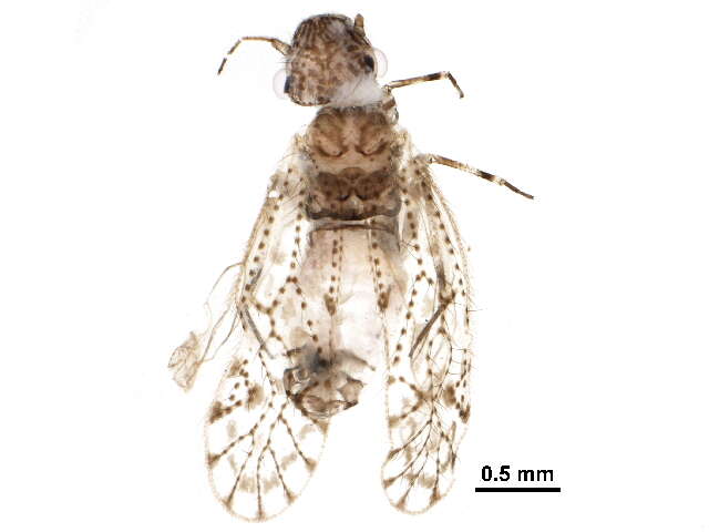 Aaroniella badonneli (Danks & L. 1950) resmi