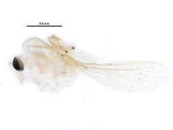 Image of Rheotanytarsus