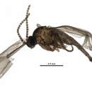 Image of Hyperlasion wasmanni Schmitz 1919