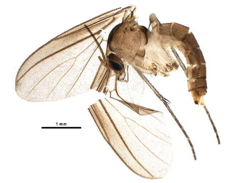 Image of Diadocidiidae