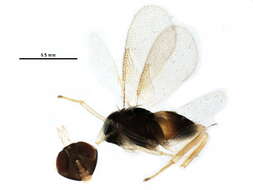 Aphelinus abdominalis (Dalman 1820) resmi