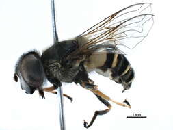 Imagem de Eristalis transversa Wiedemann 1830