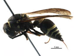 Image of Catskill Potter Wasp