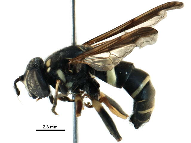 Image of Spilomyia sayi (Goot 1964)