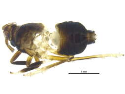 Sivun Delphacidae kuva