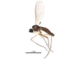 Image of <i>Corynoptera tetrachaeta</i>