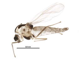 Image of Synorthocladius semivirens (Kieffer 1909)