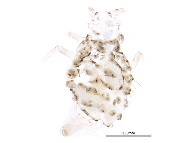 Image of Myzocallis (Lineomyzocallis) ephemerata Richards 1965