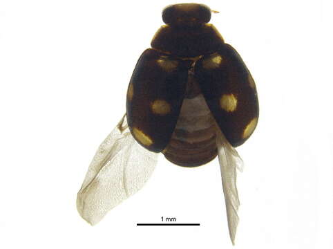 Image of Brachiacantha decempustulata (Melsheimer 1847)