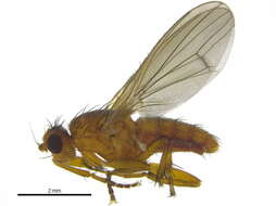 Image of heleomyzid flies