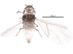 Image of Phylloxera