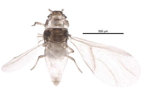 Phylloxera的圖片