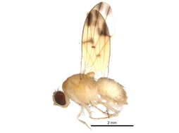 Image of Homoneura