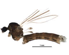 Image of Dicranota (Dicranota) guerini Zetterstedt 1838